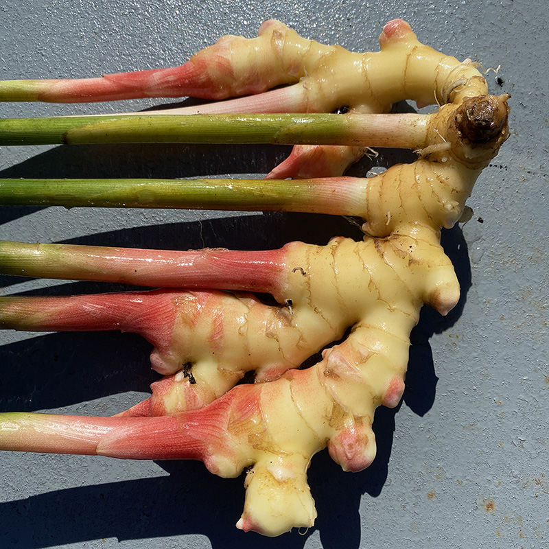 Baby Ginger Harvested 2021